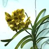 ВАНДА (VANDA Prapathom Gold xJiraprapa x PranermPraiNo.15) 